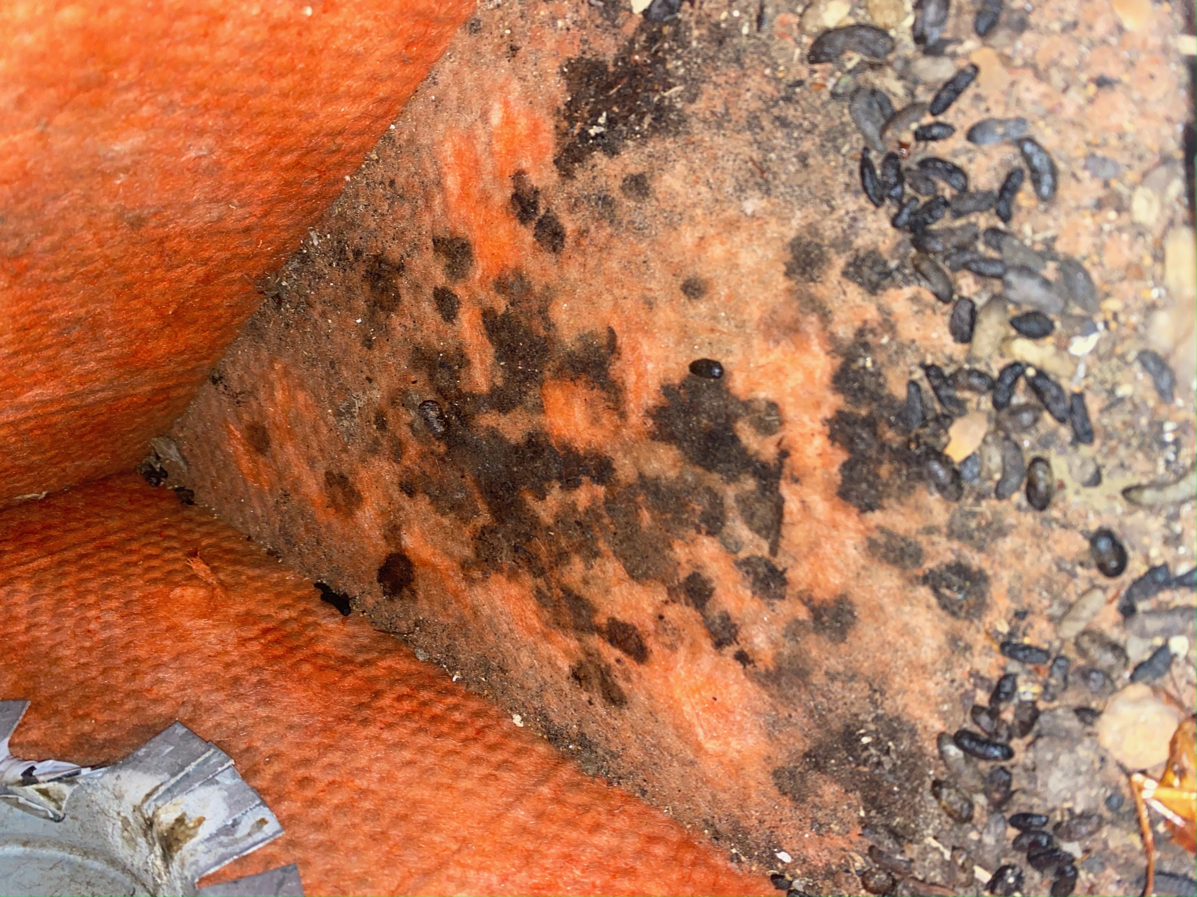 The floor of a room is covered in dirt and ants, creating an unsightly infestation.